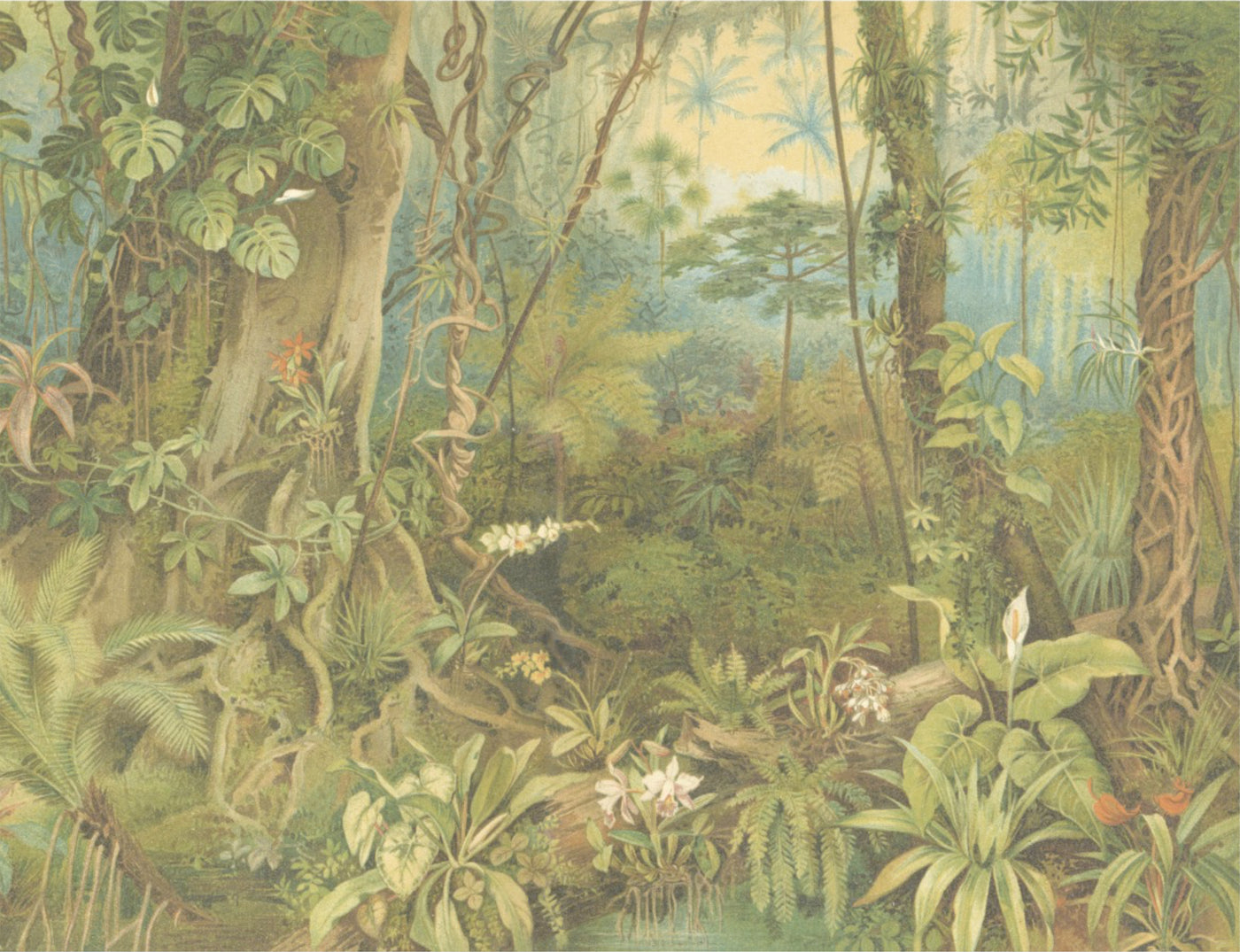 Wall Murals Tropical