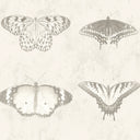 Lepidoptera Magnolia Wallpaper