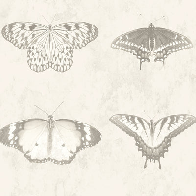 Lepidoptera Magnolia Wallpaper