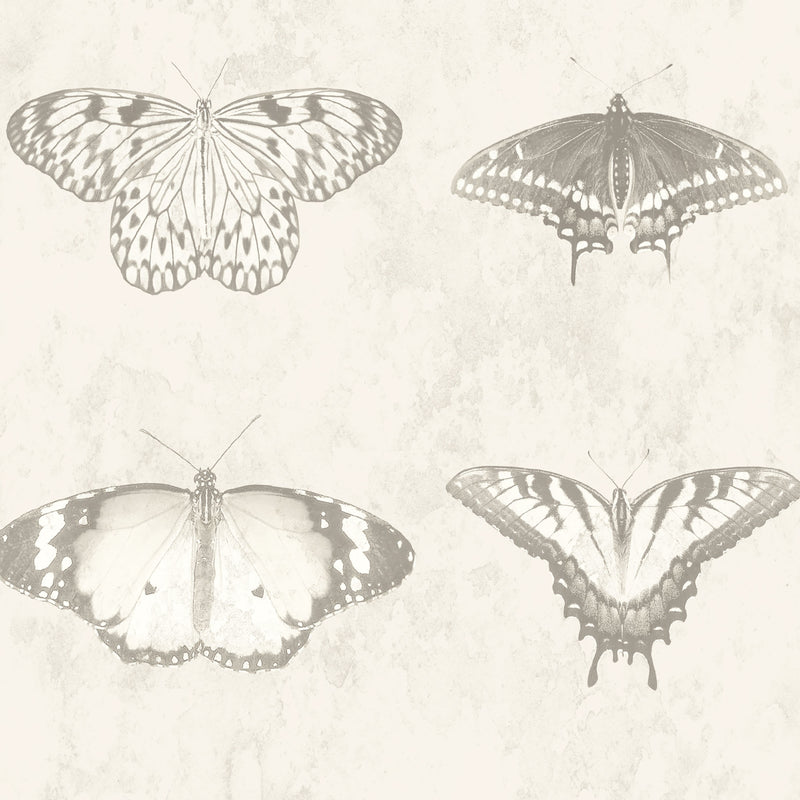 Lepidoptera Magnolia Wallpaper