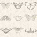 Lepidoptera Magnolia Wallpaper