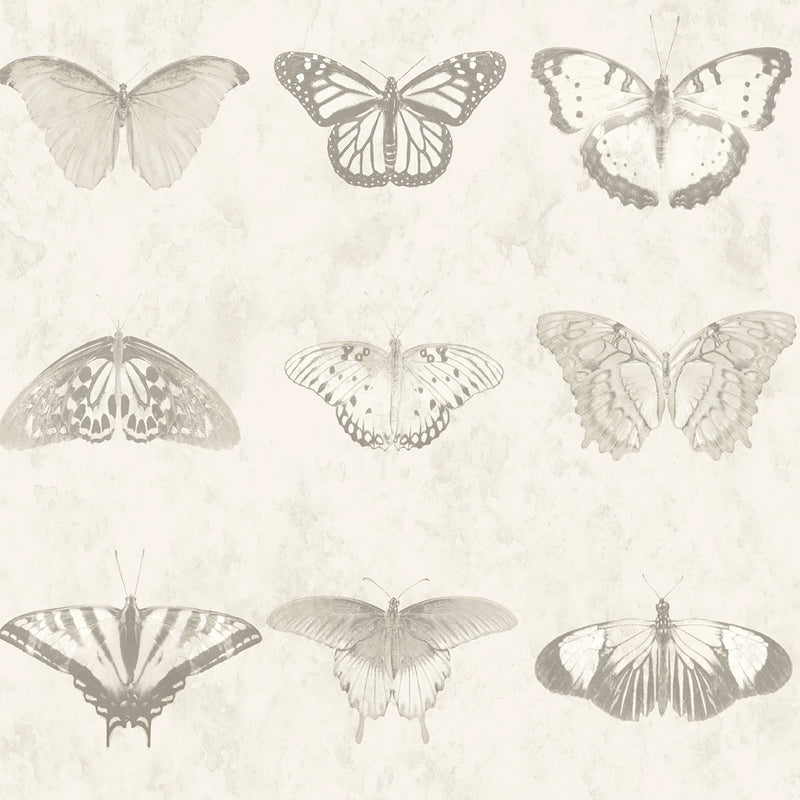 Lepidoptera Magnolia Wallpaper