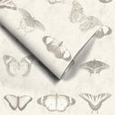 Lepidoptera Magnolia Wallpaper