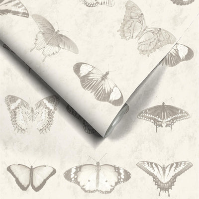 Lepidoptera Magnolia Wallpaper