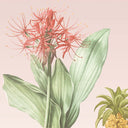 Palmira Blush Mural