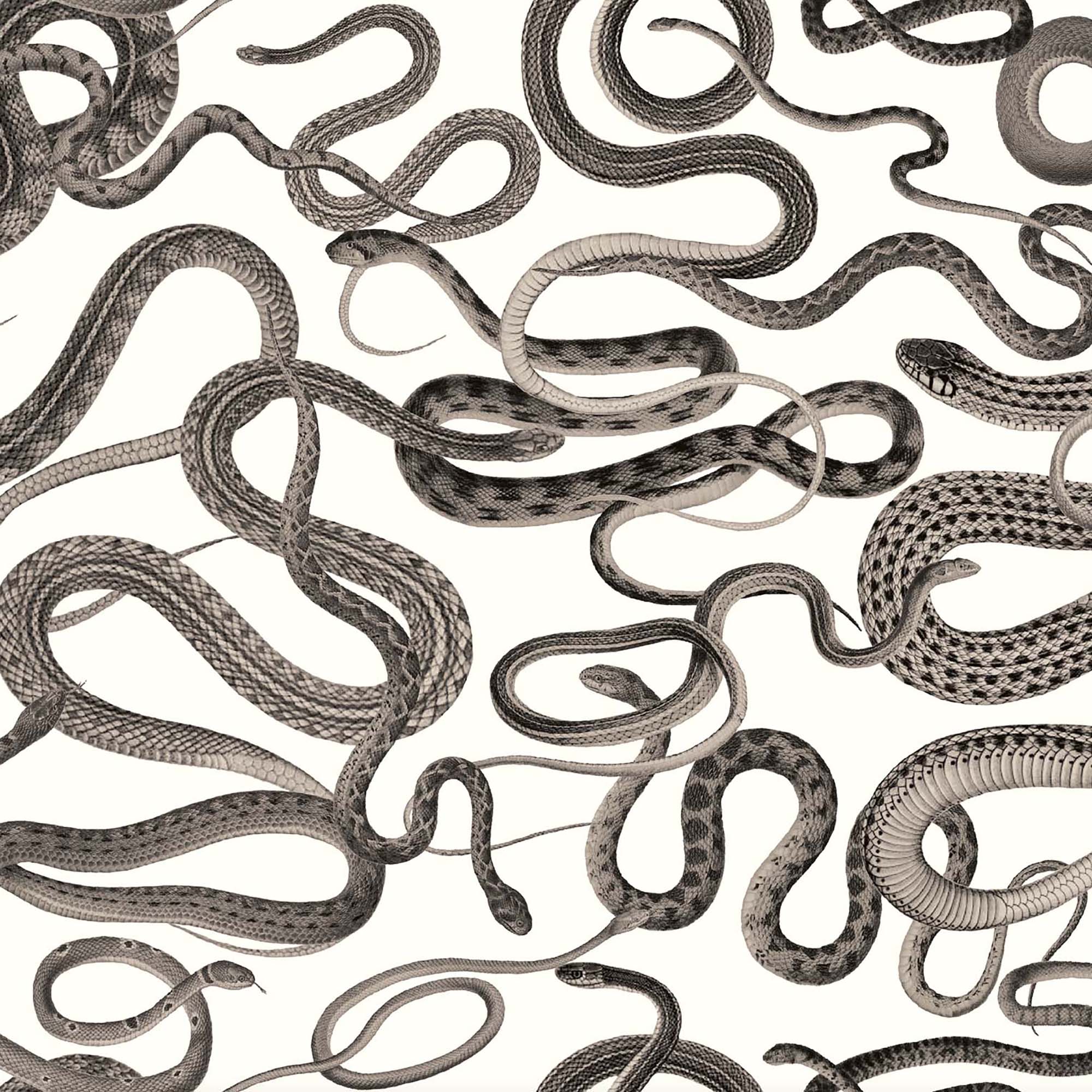 Snakes On A Plane Charcoal Wallpaper β Animal Print, Bold Statement ...