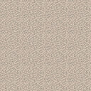 Kitten Oyster Wallpaper