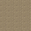 Kitten Tawny Wallpaper
