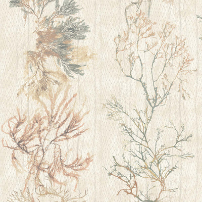 Seagrass Seaweed Stripe Oyster