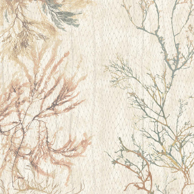 Seagrass Seaweed Stripe Oyster