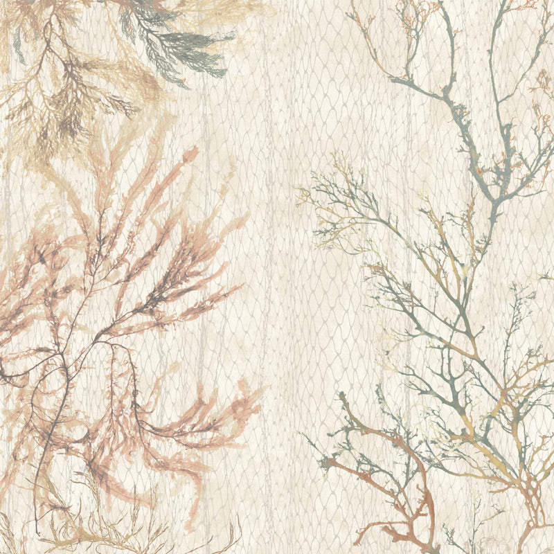Seagrass Seaweed Stripe Oyster