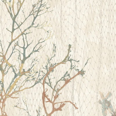 Seagrass Seaweed Stripe Oyster