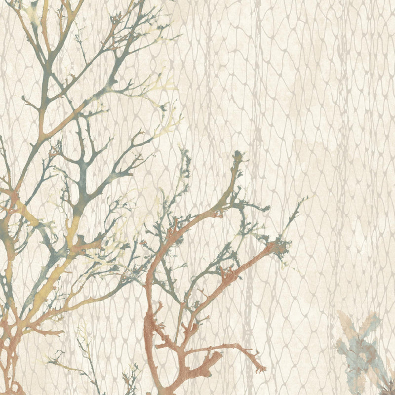 Seagrass Seaweed Stripe Oyster