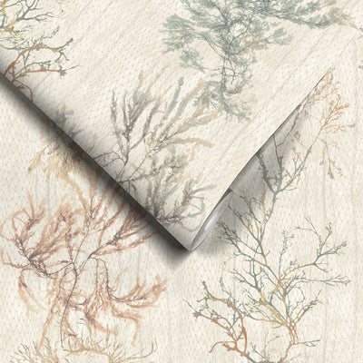 Seagrass Seaweed Stripe Oyster