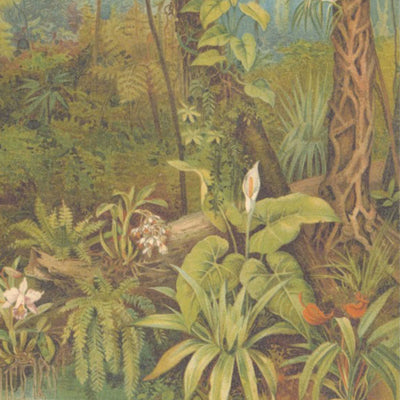 Tropical Paradise Jungle Wall Mural By Woodchip & Magnolia