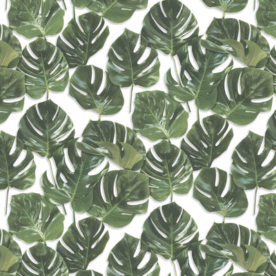 Monstera Leaf Print Wallpaper Green On White