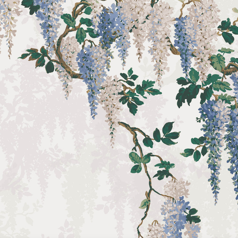 Wisteria in Cornflower Blue Wallpaper