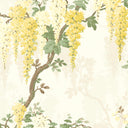 Wisteria in Lemon Yellow Wallpaper By Pearl Lowe 
