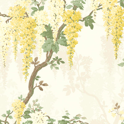 Wisteria in Lemon Yellow Wallpaper By Pearl Lowe 