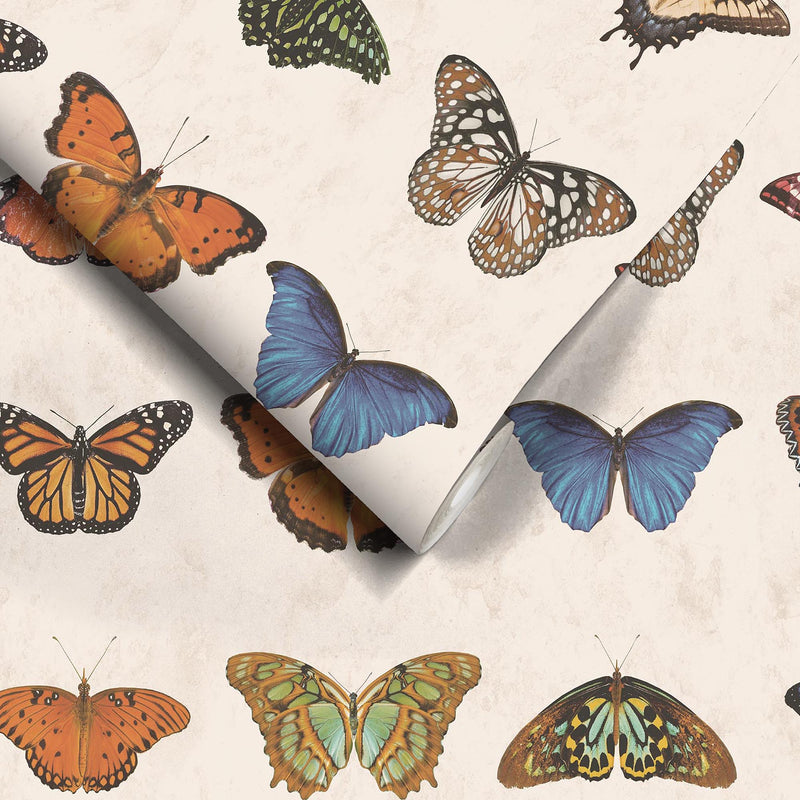 Lepidoptera Natural Wallpaper