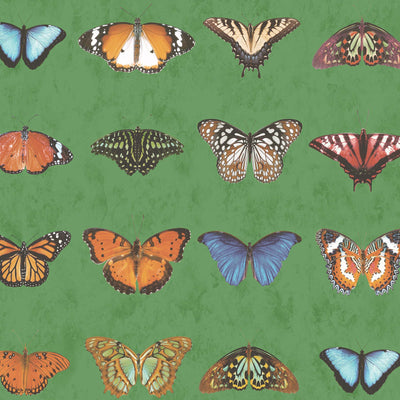 Lepidoptera Willow Green Wallpaper