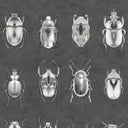 Beetle Jewels beetle insect Wallpaper by Woodchip & Magnolia 